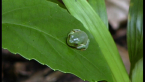 Orange-eyed Tree Frog