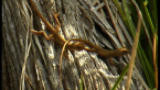Juvenile Eastern Water Dragons