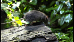 Bush Rat