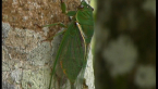 Greengrocer Cicada