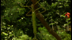 Goliath Stick Insect