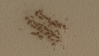 Lacewing Larvae