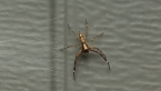 Aussie Bronze Jumper