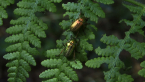 Scarab Beetle
