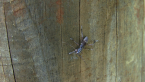 Longicorn Beetle