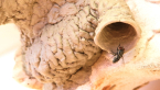 Flesh Fly