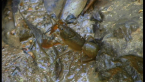 Freshwater Crayfish