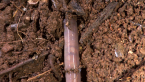 Earth Worm