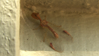 Mantispid Lacewing
