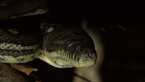 Carpet Python