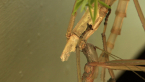 Titan Stick Insect