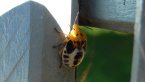 Shield Bug Nymph