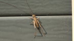 Cricket Nymph