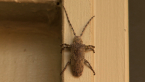 Flat-faced Longicorn Beetle
