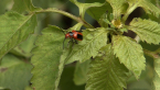 Leaf Beetle