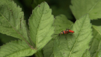 Mating Soldier Beetles