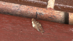 Case Moth Larva
