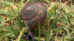 Fraser's Banded Snail