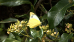 Yellow Albatross Butterfly