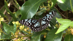 Blue Tiger Butterfly