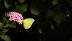 Lemon Migrant Butterfly