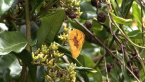 Lemon Migrant Butterfly