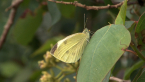 Cabbage White Butterfly