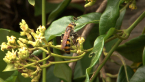 Flower Wasp