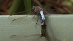Mating Blue Skimmer Dragonflies