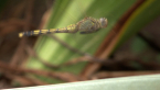Blue Skimmer Dragonfly