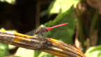 Fiery Skimmer