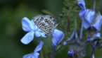 Zebra Blue