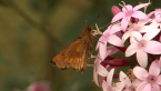 Orange Palm Dart