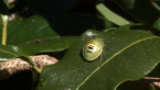Stink Bug Nymph