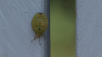 Bronze Orange Bug Nymph