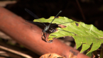 Common Flatwing