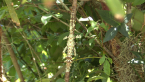 Spiny Leaf Insect