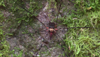 Harvestman