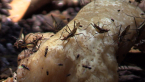 Stilt-legged Flies