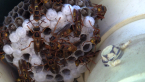 Common Large Paper Wasp