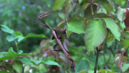 Male Spiny Leaf Insect