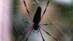 Golden Orb Spider