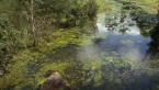 Algae