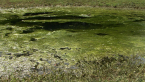 Algae