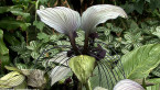 White Bat Plant