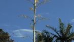 Agave