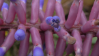 Bromeliad