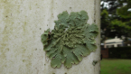 Foliose Lichen