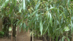 Queensland Bottle Tree