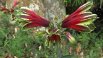 Peruvian Lily